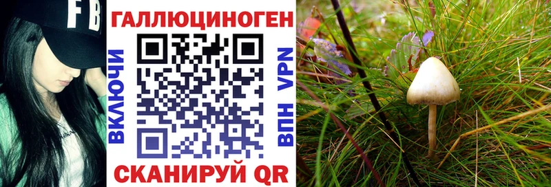Псилоцибиновые грибы Psilocybe Снежногорск